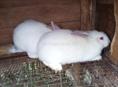 Кролики больших пород