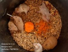 Джунгарские сирийские хомяки