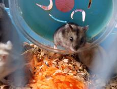 Джунгарские сирийские хомяки