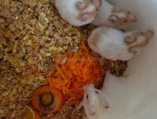 Джунгарские сирийские хомяки