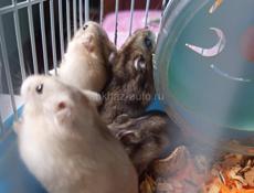 Джунгарские сирийские хомяки