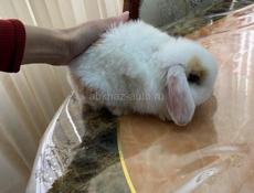 Кролик Минилоп 🐰 