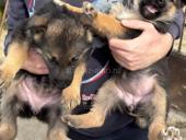 Щенки Немецкой Овчарки