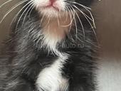 Дарим котят 