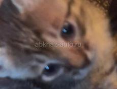 Дарим котят 