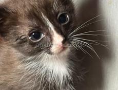 Дарим котят 