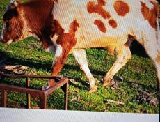 Продам бика Рябчик голд