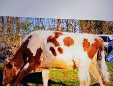 Продам бика Рябчик голд