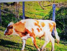 Продам бика Рябчик голд