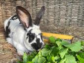 Продается кролики