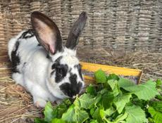 Продается кролики