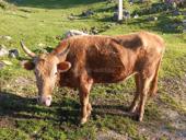 Продаю быка 165 кг цена 100