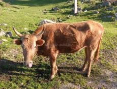 Продаю быка 165 кг цена 100