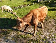 Продаю быка 165 кг цена 100