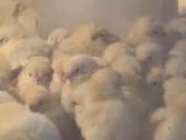 Цыплята 120₽