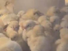 Цыплята 120₽