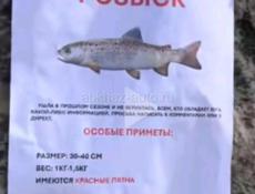 Продается надувная лодка.