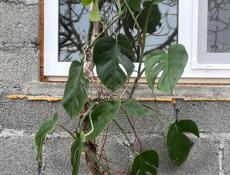 Монстера срочно