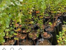 Саженцы эвкалипта 