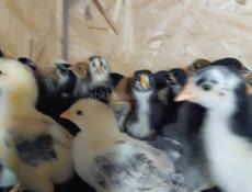 Продаются цыплята 