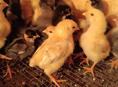 Продаются цыплята 