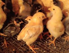 Продаются цыплята 