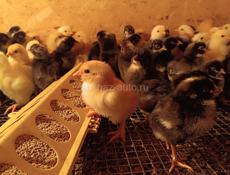 Продаются цыплята