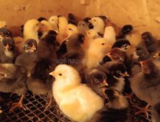 Продаются цыплята