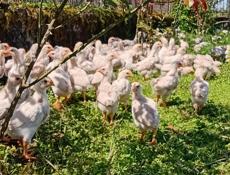 Продаются цыплята 250р р. Очамчира с. Илор