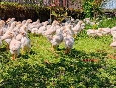 Продаются цыплята 250р р. Очамчира с. Илор