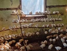 Продаются цыплята 250р р. Очамчира с. Илор