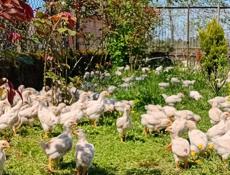 Продаются цыплята 250р р. Очамчира с. Илор