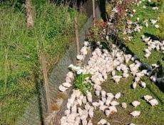 Продаются цыплята 250р р. Очамчира с. Илор