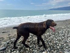 Пропала Собака в Алахадзы, Бомбей Гнилушка