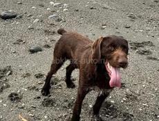 Пропала Собака в Алахадзы, Бомбей Гнилушка