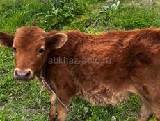 Бычок 7 месяцев 