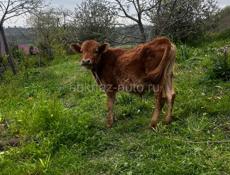 Бычок 7 месяцев 