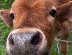 Бычок 7 месяцев 