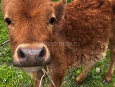 Бычок 7 месяцев 