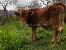 Бычок 7 месяцев 