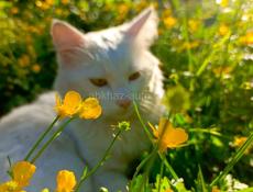 Турецкая ангора чистокровная