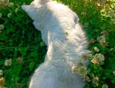 Турецкая ангора чистокровная