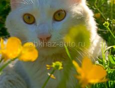 Турецкая ангора чистокровная