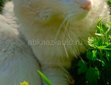 Турецкая ангора чистокровная