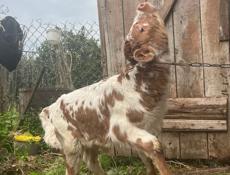 ТЕЛЯТА‼️‼️бычок и телка