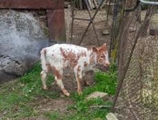 ТЕЛЯТА‼️‼️бычок и телка