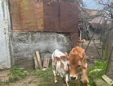 ТЕЛЯТА‼️‼️бычок и телка