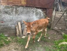 ТЕЛЯТА‼️‼️бычок и телка