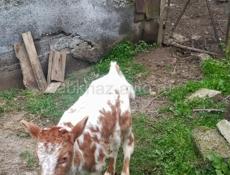 ТЕЛЯТА‼️‼️бычок и телка