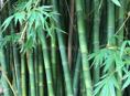 БАМБУКИ